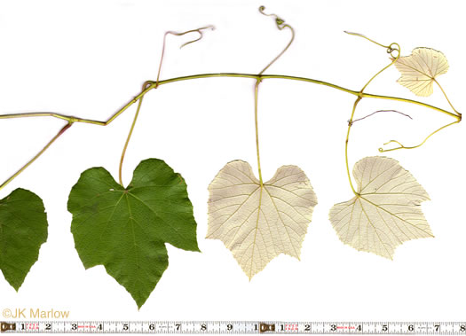 image of Vitis labrusca, Fox Grape