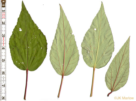 image of Hibiscus moscheutos, Swamp Rosemallow, Eastern Rosemallow, Wild Cotton