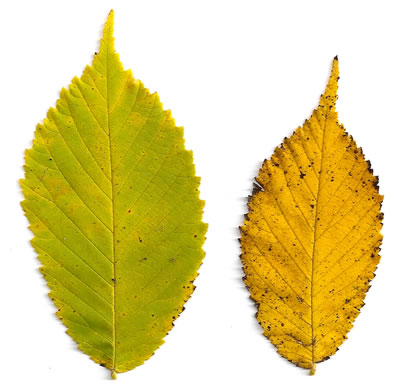 image of Ulmus rubra, Slippery Elm, Red Elm