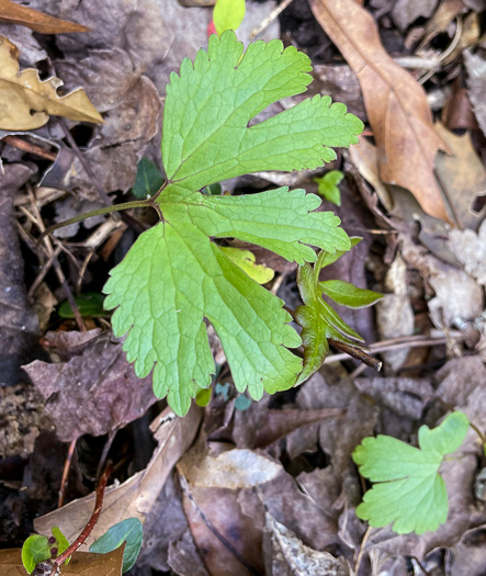 image of Trautvetteria caroliniensis, Carolina Tassel-rue, Carolina Bugbane, False Bugbane