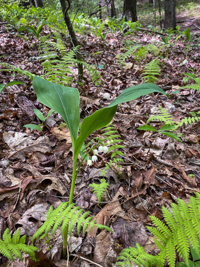 image of Convallaria pseudomajalis, American Lily-of-the-valley