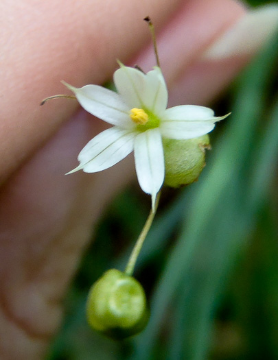 image of Sisyrinchium dichotomum, White Irisette, Isothermal Irisette