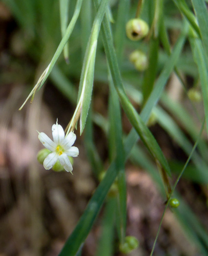 image of Sisyrinchium dichotomum, White Irisette, Isothermal Irisette