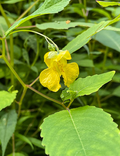 image of Impatiens pallida, Pale Jewelweed, Pale Touch-me-not, Yellow Jewelweed, Yellow Touch-me-not