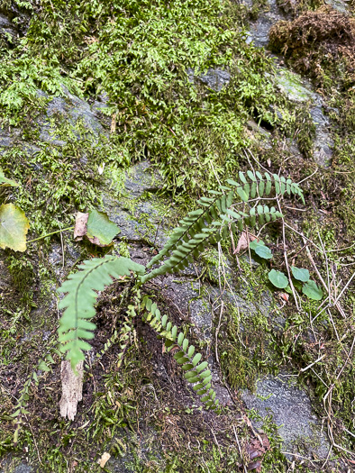 Blackstem Spleenwort