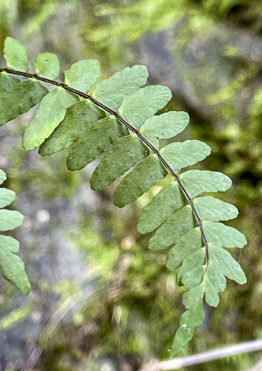 Blackstem Spleenwort