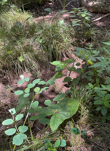 image of Thalictrum macrostylum, Small-leaved Meadowrue, Small-flowered Meadowrue