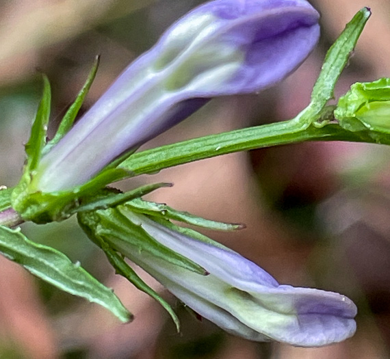 calyx