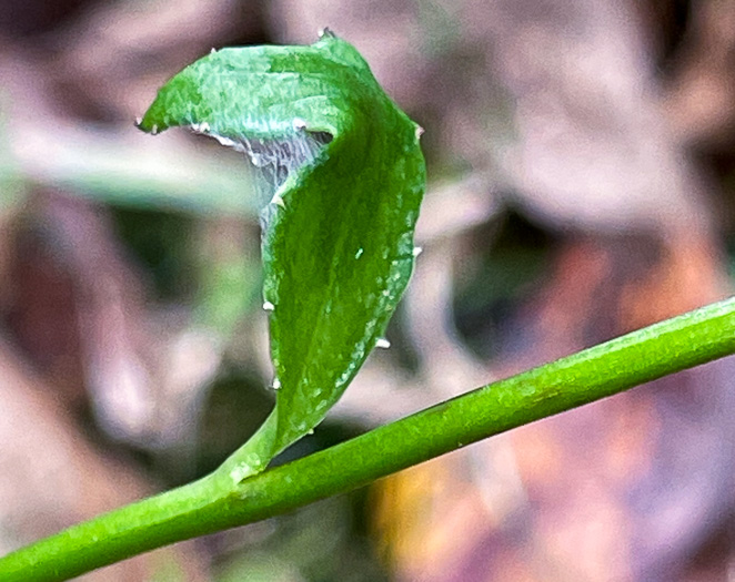 image of Lobelia georgiana, Georgia Lobelia, southern lobelia