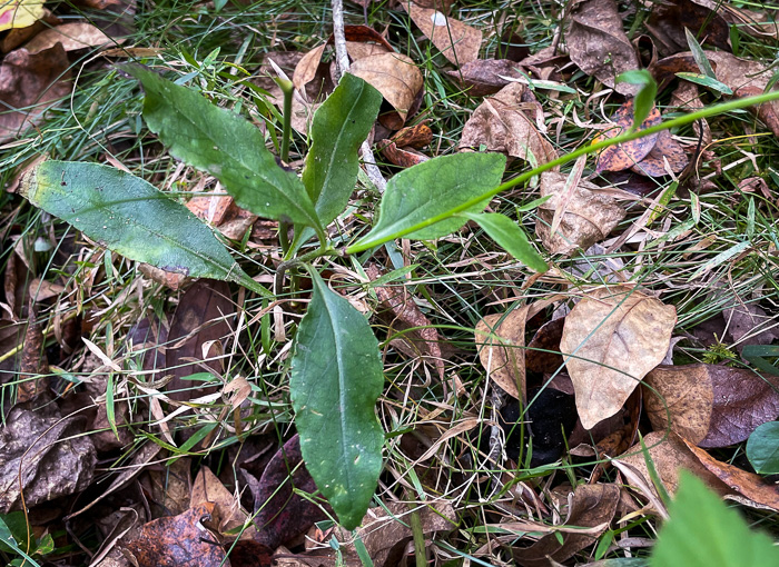 image of Lobelia georgiana, Georgia Lobelia, southern lobelia