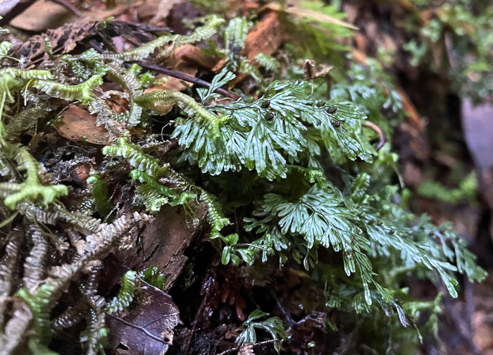 image of Hymenophyllum tunbrigense, Tunbridge Filmy-fern, Tunbridge Fern