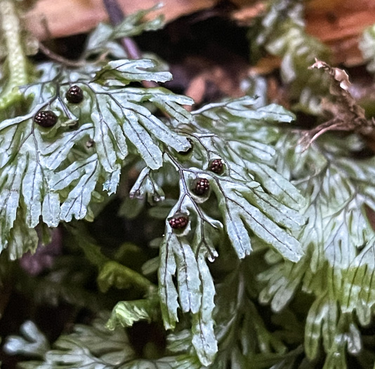 image of Hymenophyllum tunbrigense, Tunbridge Filmy-fern, Tunbridge Fern