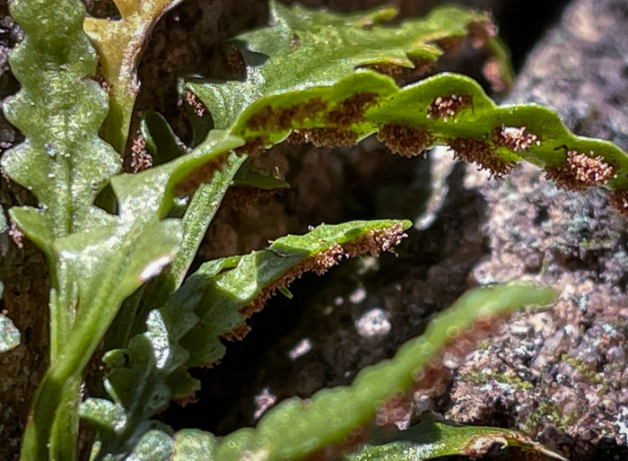 image of Asplenium pinnatifidum, Lobed Spleenwort