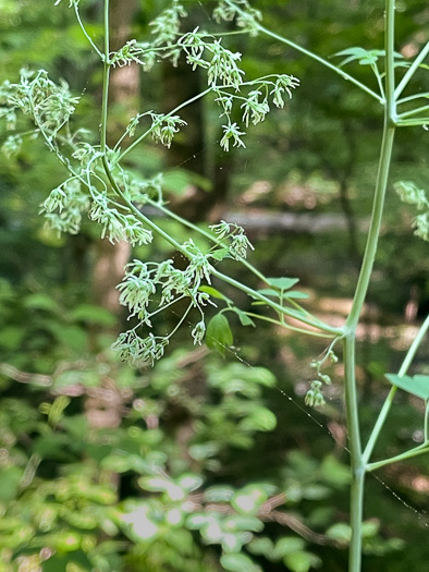 image of Thalictrum coriaceum, Appalachian Meadowrue, Maid-of-the-mist