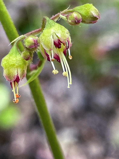 image of Heuchera hispida, Purple Alumroot, Hispid Alumroot