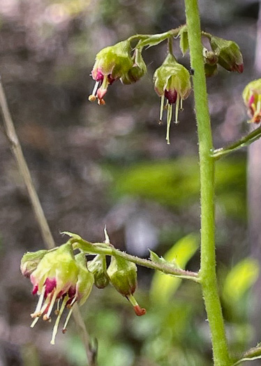 Heuchera hispida, Purple Alumroot, Hispid Alumroot