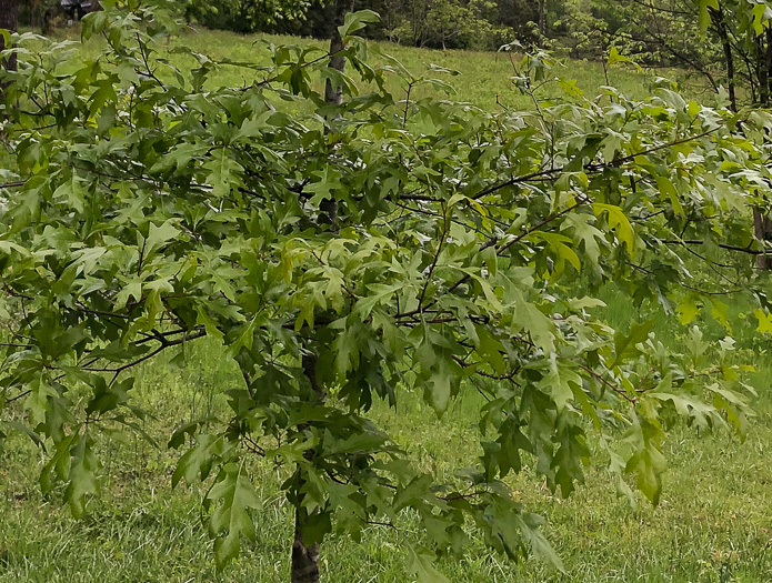 image of Quercus georgiana, Georgia Oak