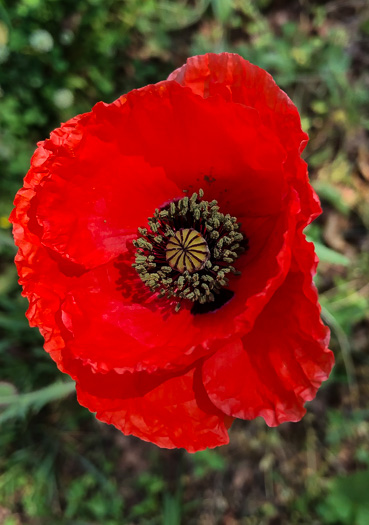 image of Papaver rhoeas, Corn Poppy, Field Poppy, Red Poppy, Flanders Poppy