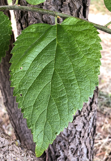 image of Celtis occidentalis, Northern Hackberry