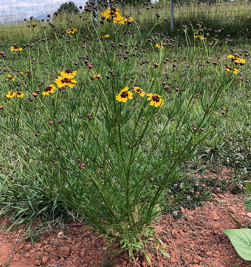 image of Coreopsis tinctoria var. tinctoria, Plains Coreopsis, Calliopsis, Garden Coreopsis, Golden Tickseed