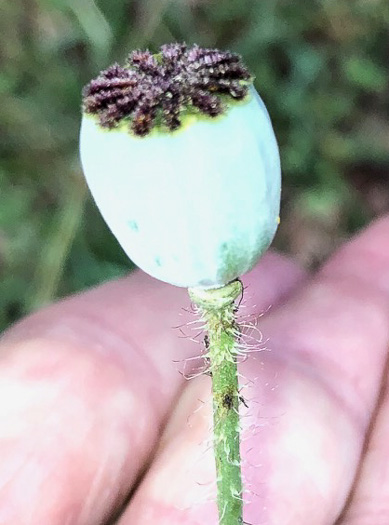 image of Papaver rhoeas, Corn Poppy, Field Poppy, Red Poppy, Flanders Poppy