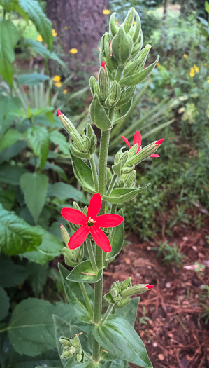 image of Silene regia, Royal Catchfly