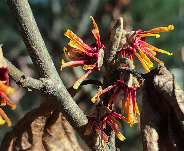 image of Hamamelis vernalis, Ozark Witch-hazel, Vernal Witch-hazel, Springtime Witch-hazel