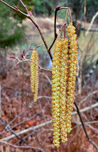 image of Alnus serrulata, Tag Alder, Hazel Alder, Smooth Alder