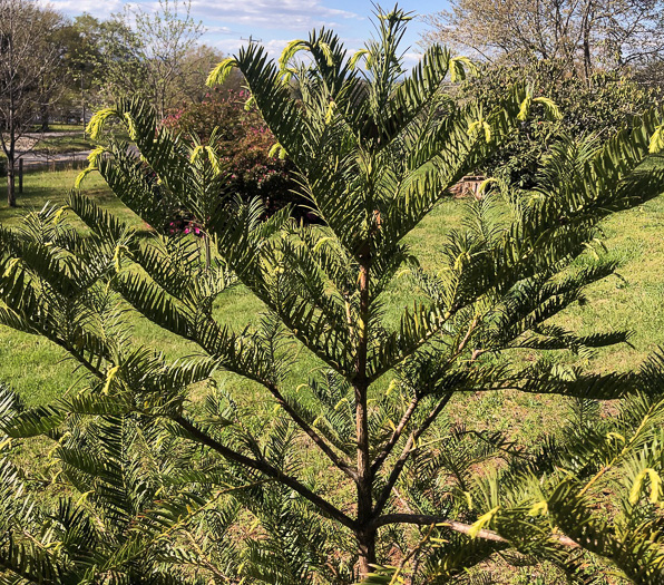 image of Torreya taxifolia, Florida Torreya, Stinking-cedar