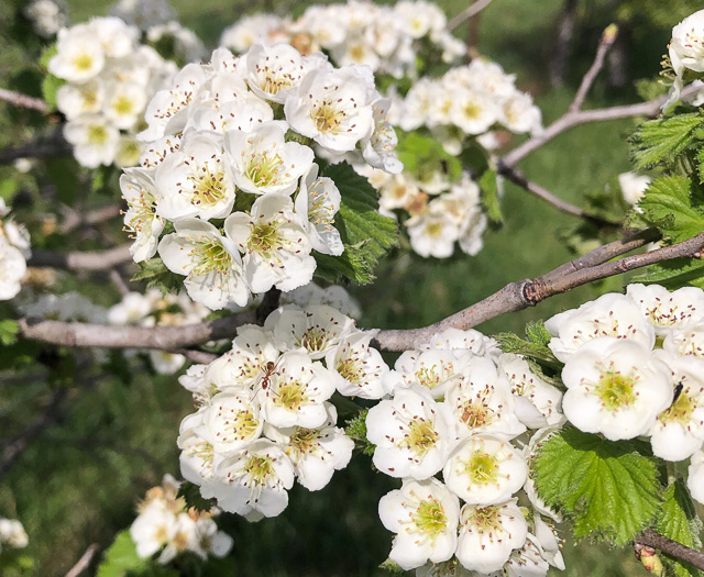 image of Crataegus mollis var. lanuginosa, Woolly Hawthorn, Webb City Hawthorn