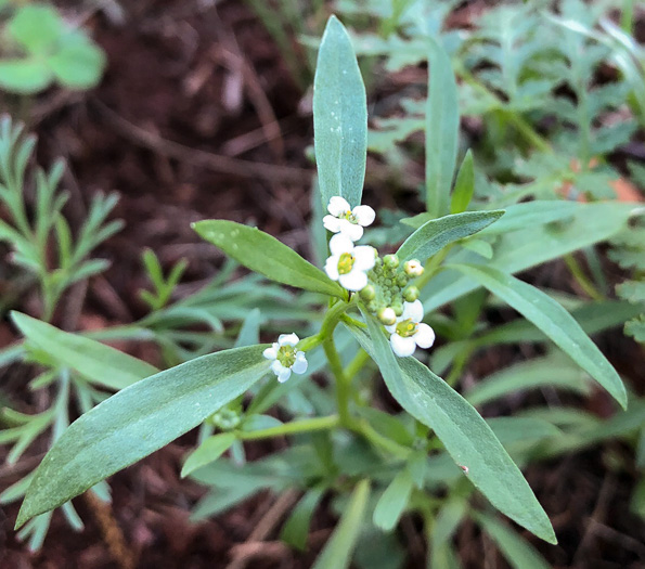 image of Lobularia maritima, Sweet Alyssum, Seet Alison