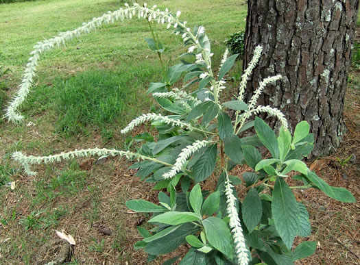 image of Clethra tomentosa, Downy Sweet-pepperbush, Downy White-alder