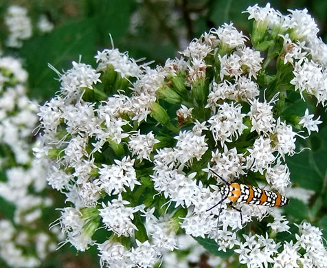 image of Ageratina altissima, Common White Snakeroot, Common Milk-poison