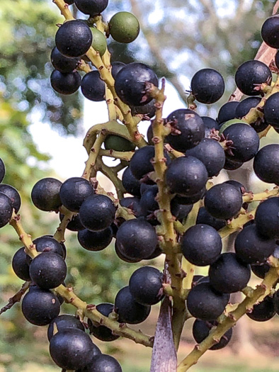 image of Sabal minor, Dwarf Palmetto, Bush Palmetto, Dwarf Blue Palmetto, Bluestem Palmetto