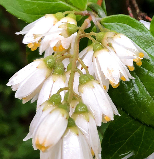 image of Deutzia crenata var. crenata, Deutzia, crenate Pride-of-Rochester