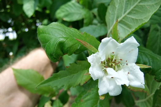 image of Crataegus germanica, European Medlar