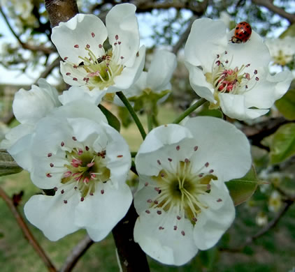 image of Pyrus communis, Common Pear