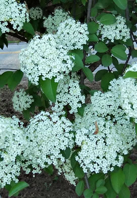 image of Viburnum prunifolium, Blackhaw, Nannyberry