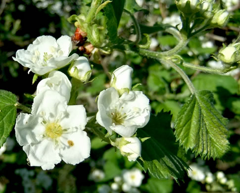 image of Crataegus mollis var. mollis, Downy Hawthorn