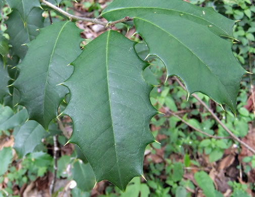 image of Ilex opaca, American Holly, Christmas Holly