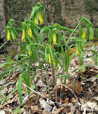 image of Uvularia grandiflora, Large-flowered Bellwort