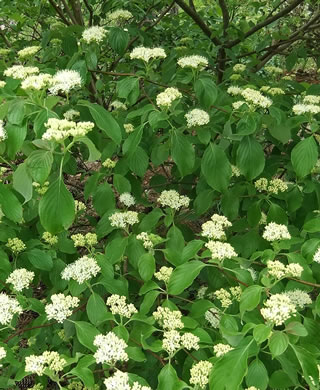 image of Swida alternifolia, Alternate-leaf Dogwood, Pagoda Dogwood, Pagoda Cornel