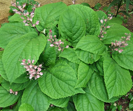 image of Collinsonia verticillata, Whorled Horsebalm