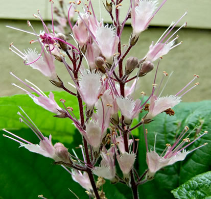 Collinsonia verticillata, Whorled Horsebalm