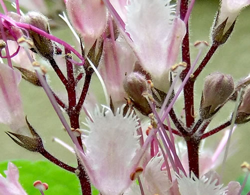 image of Collinsonia verticillata, Whorled Horsebalm