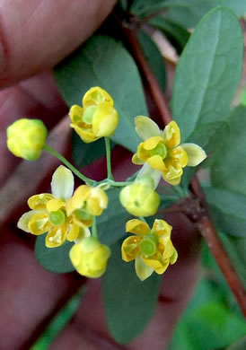 image of Berberis canadensis, American Barberry, Allegheny Barberry