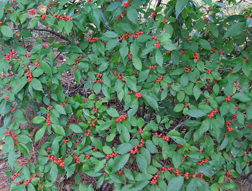 image of Ilex verticillata, Downy Winterberry, "Black Alder"