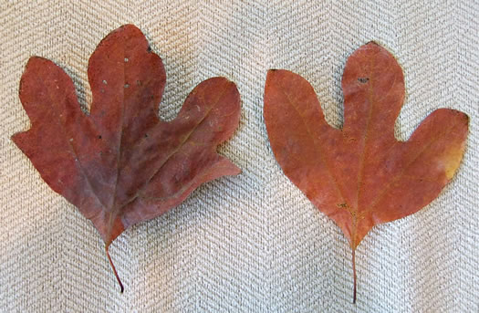 image of Sassafras albidum, Sassafras