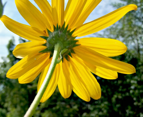 image of Helianthus tuberosus, Jerusalem Artichoke