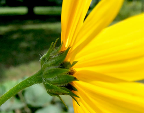 image of Helianthus tuberosus, Jerusalem Artichoke